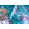 Honor of Kings - Mermaid Princess Doria 1/7 32,5cm (EU)